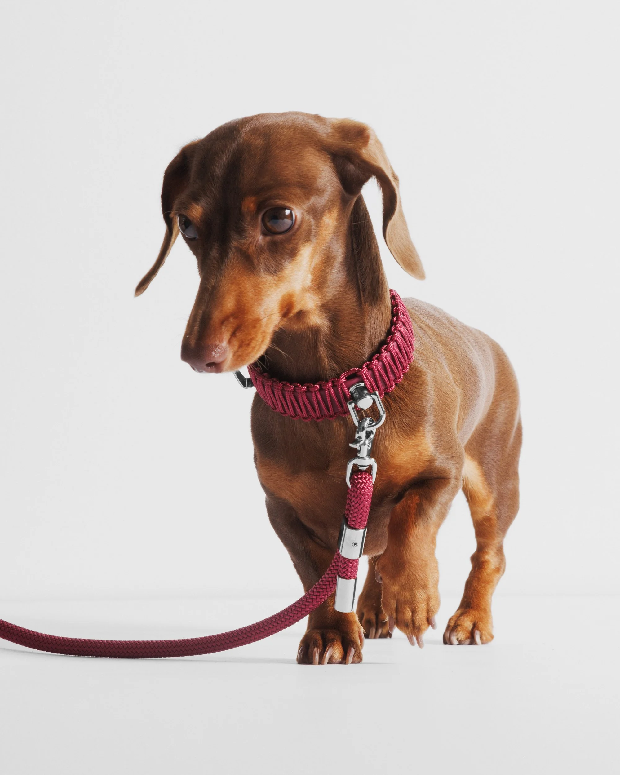 Tiny leashes and collars — VALKA KUKUR Modern sophsticated leashes